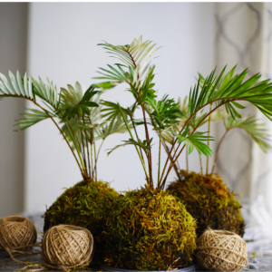 Kokedama