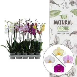 Orchidée « natural orchidée »