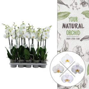 Orchidée « natural orchidée »