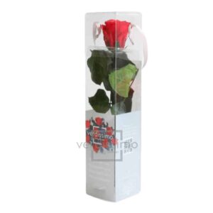 Rose éternelle +Box