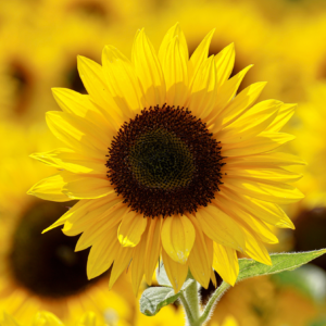 Tournesol