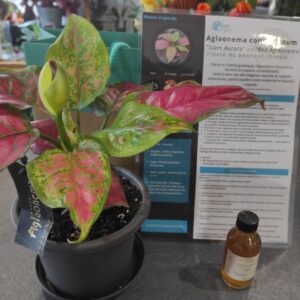 Plante de collection Casier n°4