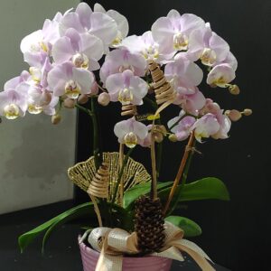 Plante fleurie d’intérieur – Casier n°2