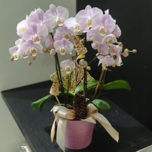 Plante fleurie d’intérieur – Casier n°2