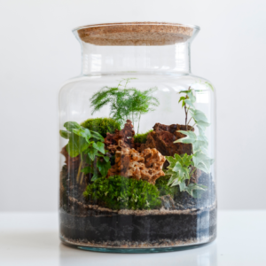 Terrarium ouvert