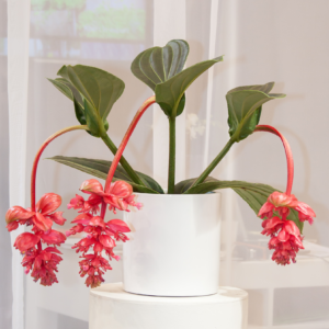 Medinilla magnifica – Plante Tropicale d’Exception