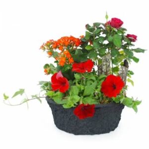 Coupe de plantes