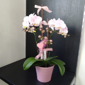 Plante fleurie d’intérieur – Casier n°2