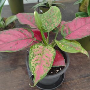 Plante de collection Casier n°4
