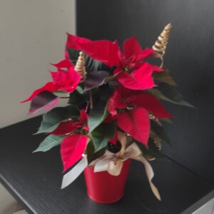 Plante fleurie d’intérieur – Casier n°2