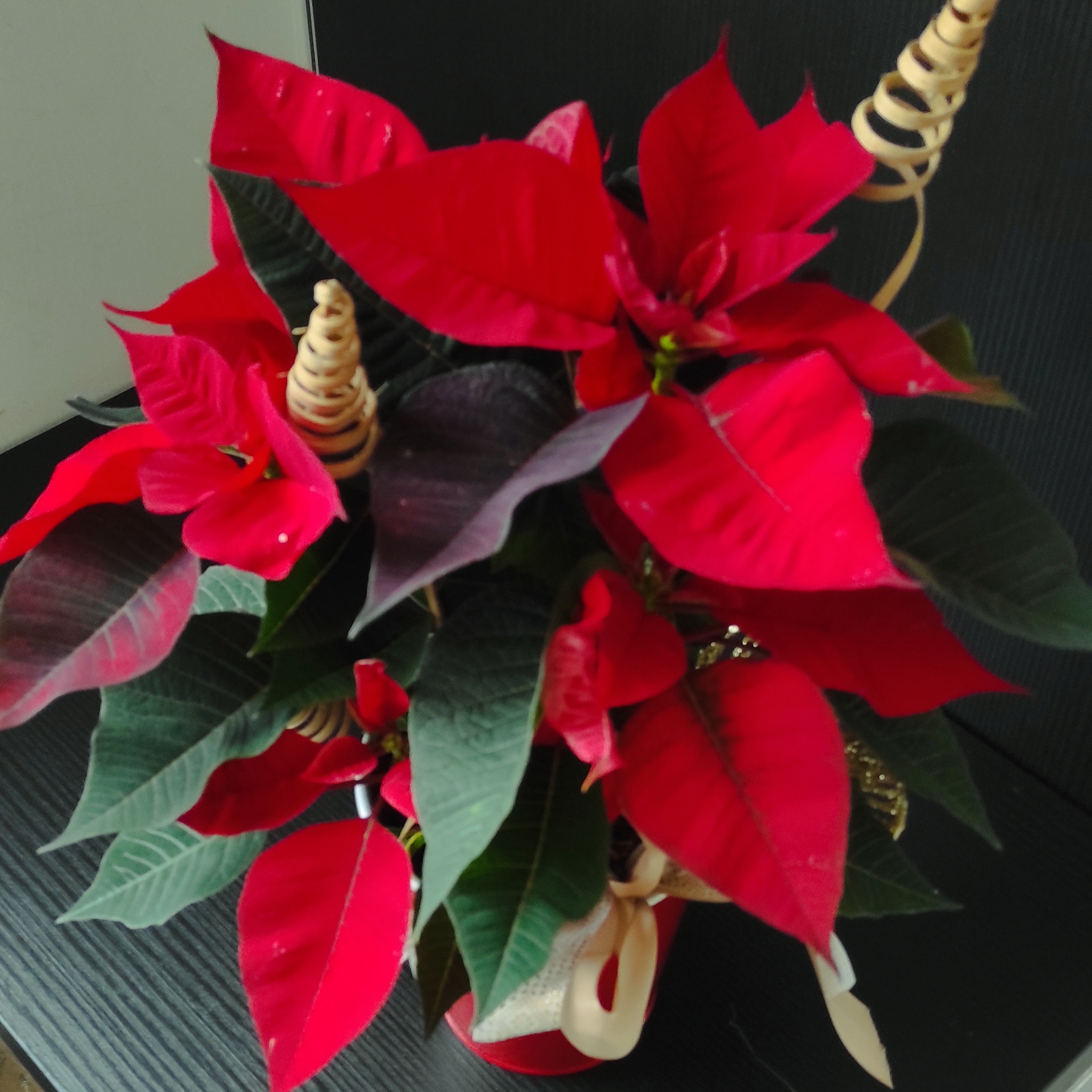 Plante fleurie d’intérieur – Casier n°2 – Image 2