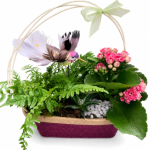 Plante fleurie d’intérieur – Casier n°4