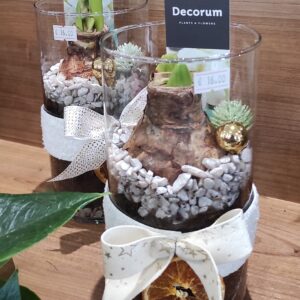 Plante fleurie d’intérieur – Casier n°2