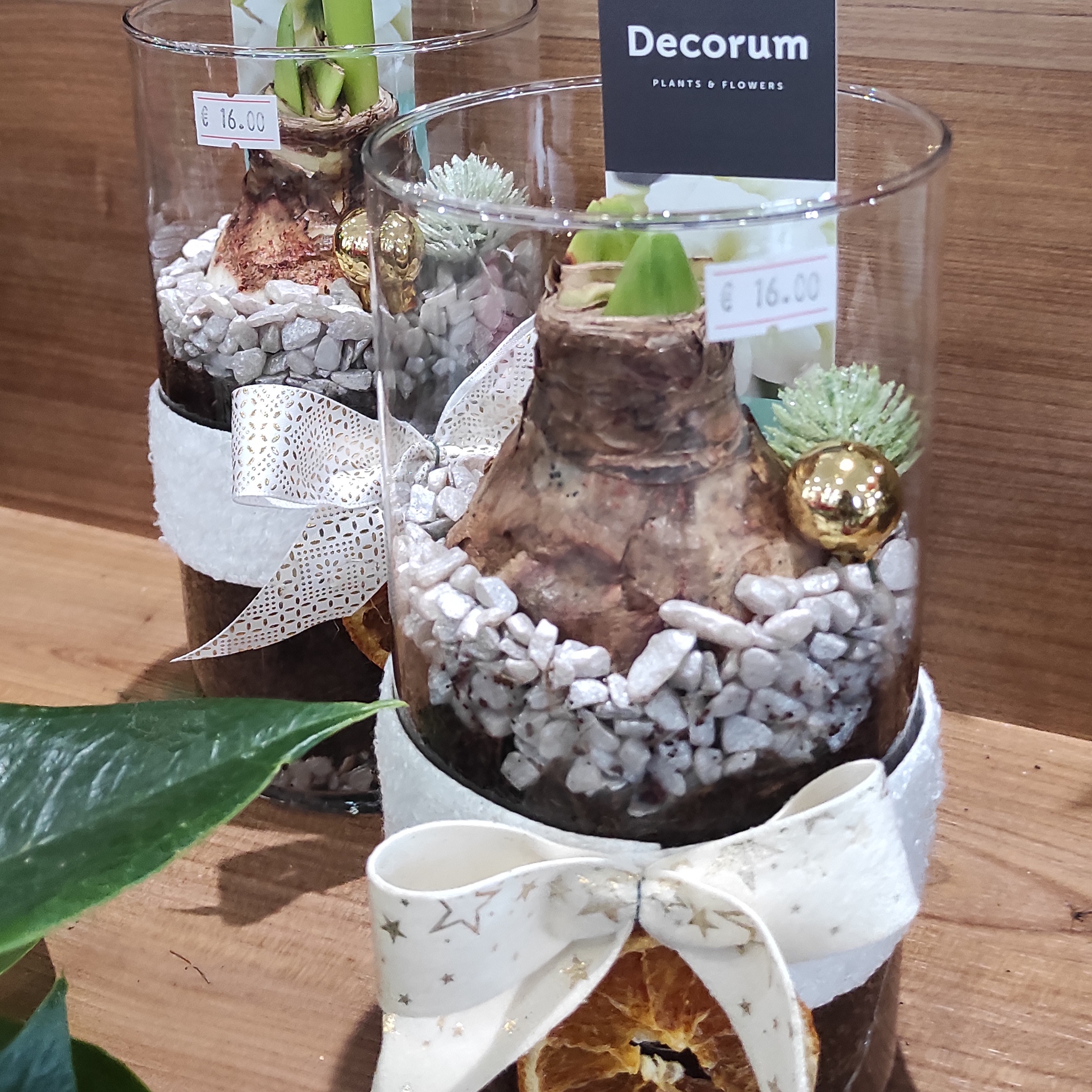 Amarryllis casier n°2