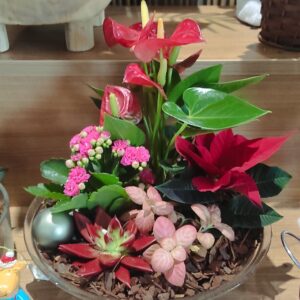 Plante fleurie d’intérieur – Casier n°4