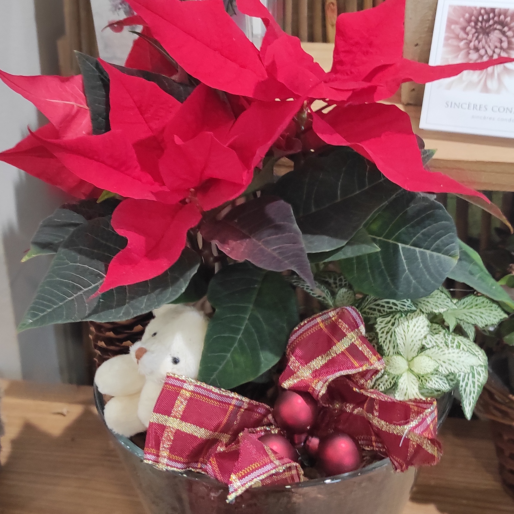 Poinsettia casier n°3