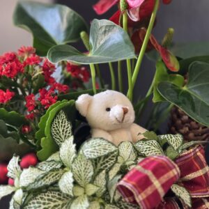 Plante fleurie d’intérieur – Casier n°4