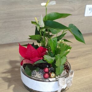 Plante fleurie d’intérieur – Casier n°2