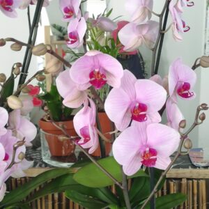 Plante fleurie d’intérieur – Casier n°4