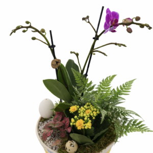 Plante fleurie d’intérieur – Casier n°4