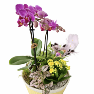 Plante fleurie d’intérieur – Casier n°4