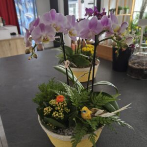 Plante fleurie d’intérieur – Casier n°4