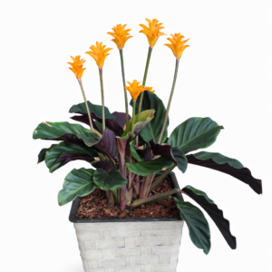 Plantes d’intérieur : Calathéa Crocata