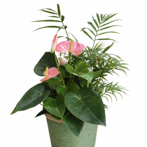 Plantes d’intérieur