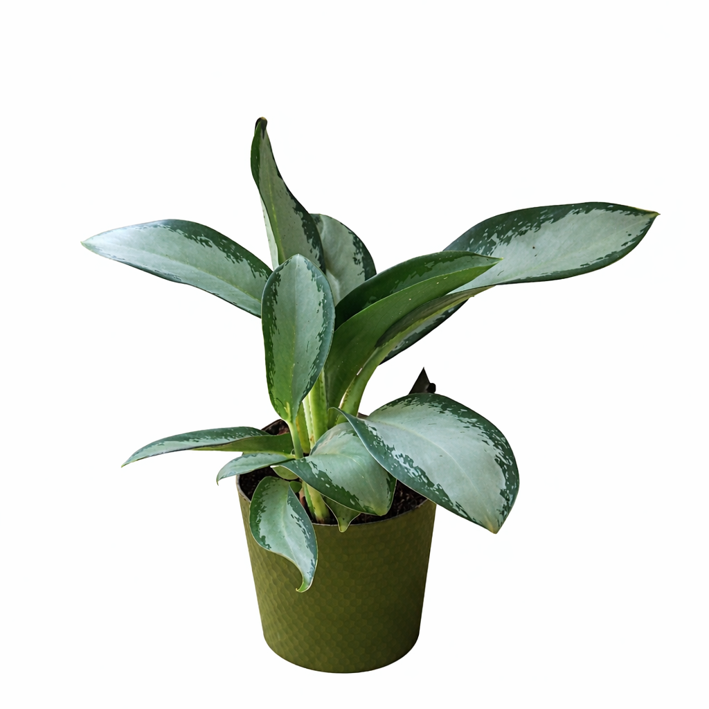 Plantes à Bischwiller n°2