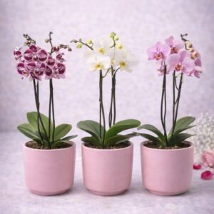 Orchidée Phalaenopsis en Pot