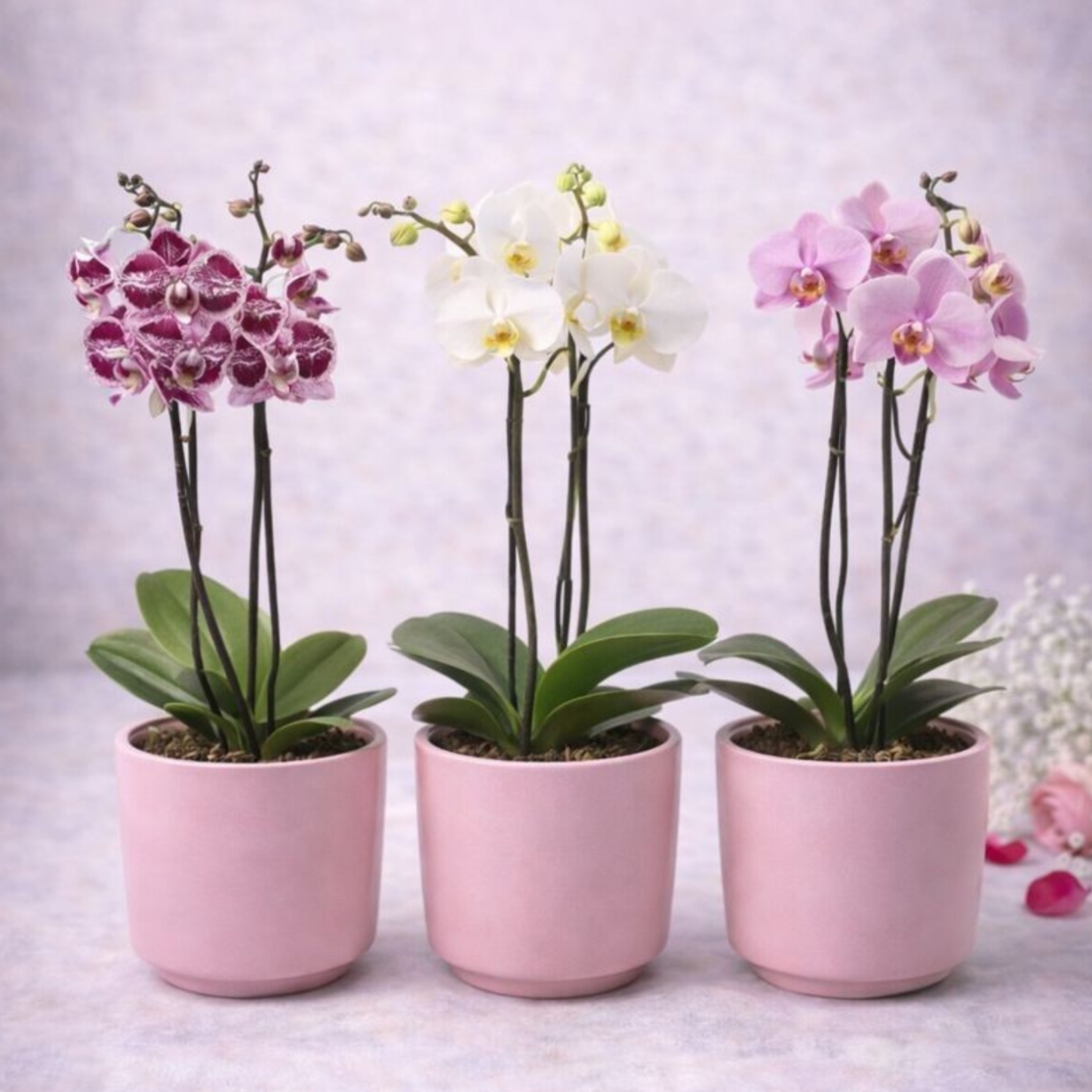 Orchidée Phalaenopsis fleurie en pot rose par Fleur et Végétal