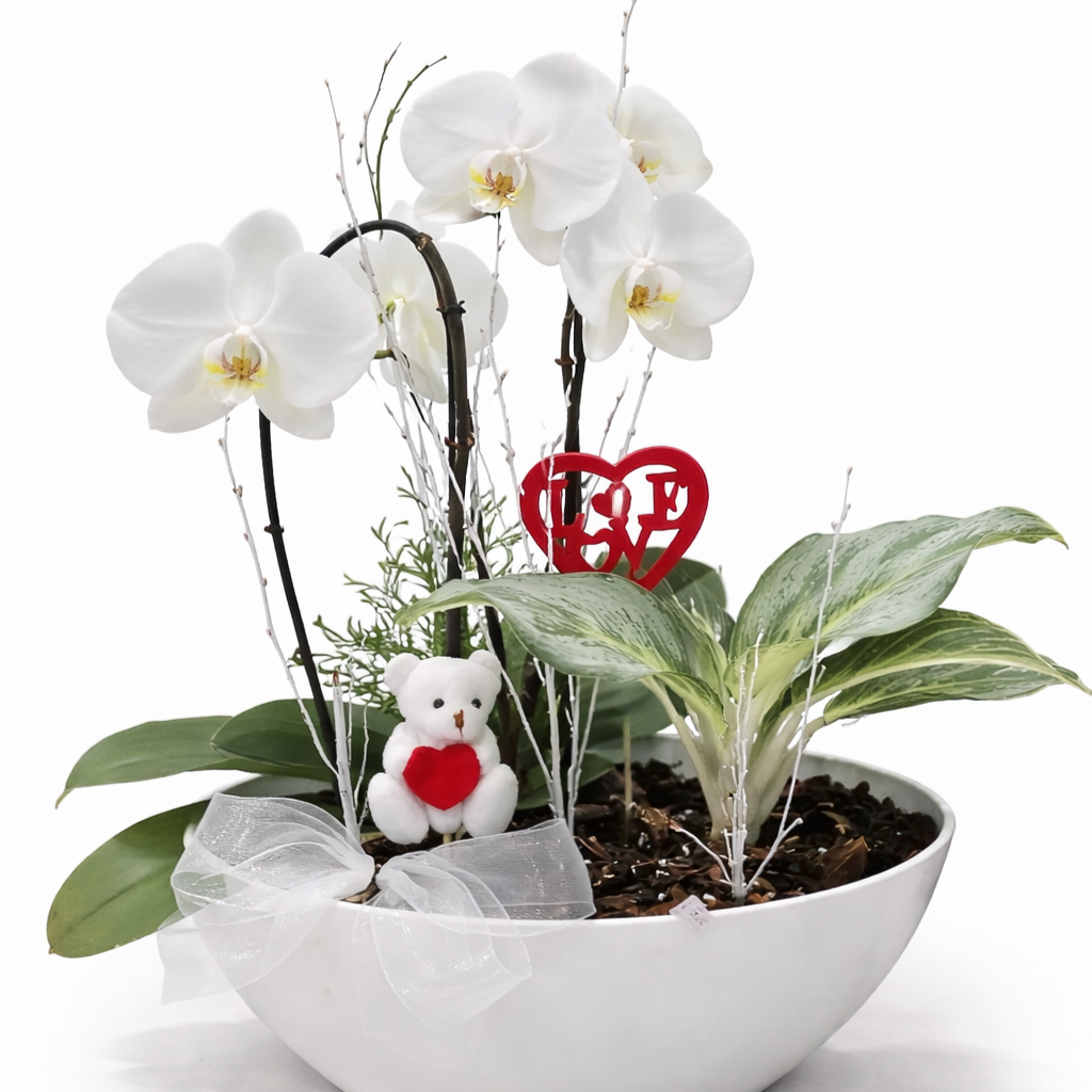 Plante fleurie d’intérieur