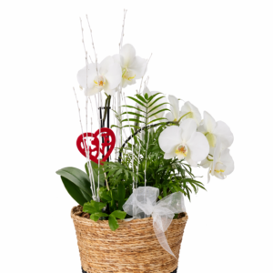 Plante fleurie d’intérieur