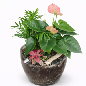 Mini jardin exotique – Composition de plantes tropicales