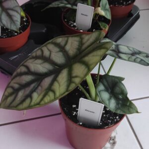 Alocasia Dragon – Plante de collection