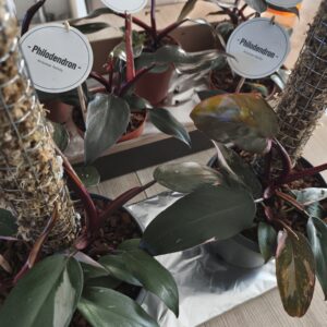 Philodendron Pink Princess – Plante de collection