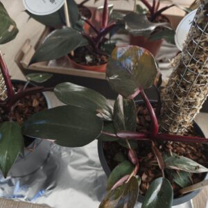 Philodendron Pink Princess – Plante de collection