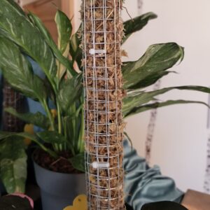 Tuteur en Sphaigne – Support pour Plantes Grimpantes
