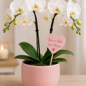 Orchidée Blanche