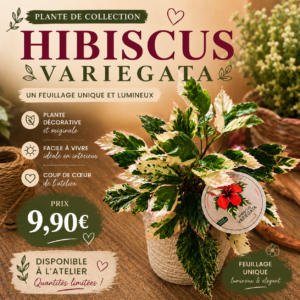 Hibiscus Variegata – Plante de collection au feuillage panaché